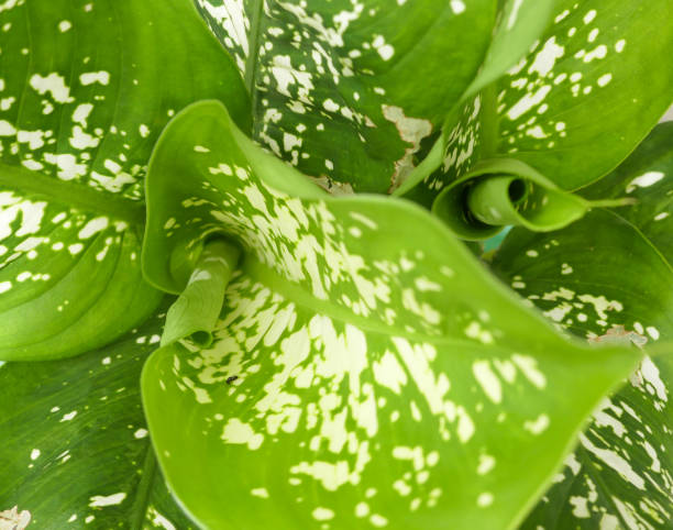 istock Beautiful plants top view, Green leaves background 1270921814