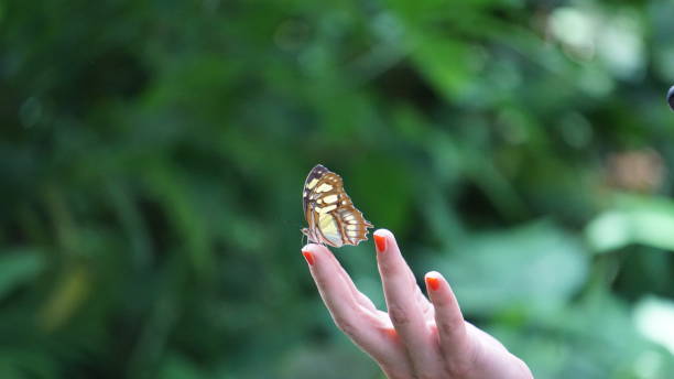 istock Beautiful butterfly in nature 1270923004