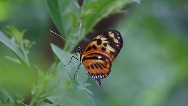 istock Beautiful butterfly in nature 1270923006