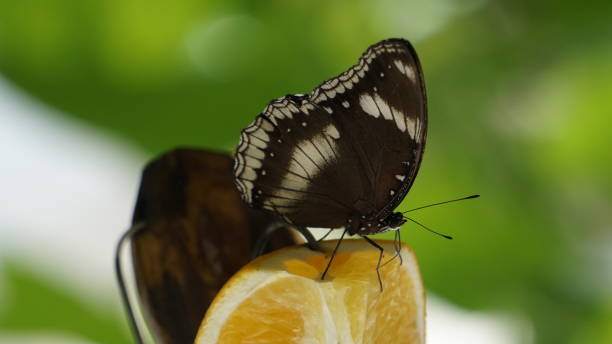 istock Beautiful butterfly in nature 1270923017