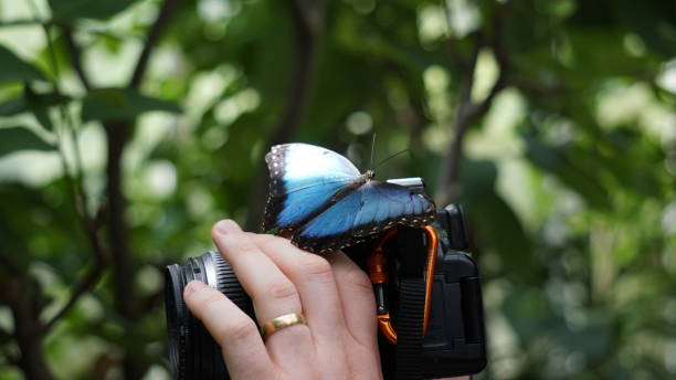 istock Beautiful butterfly in nature 1270923018