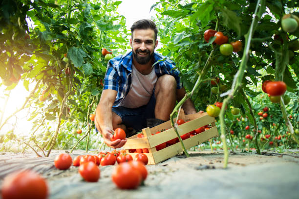 istock Young bearded farmer with crate basket picking fresh organic tomato vegetables in hothouse. Organic food production. 1270923217