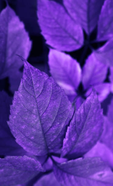 istock The autumn leaves on tree. 1270923234
