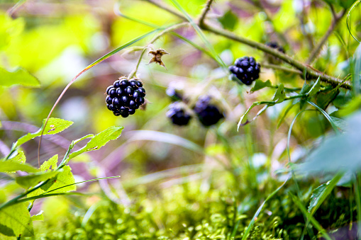 Blackberry, black forest raspberry