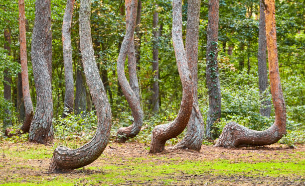 istock Oddly shaped pine trees in Crooked Forest, Poland. 1270924574