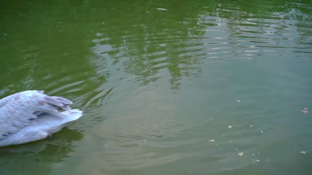 Pelican swims alone on water