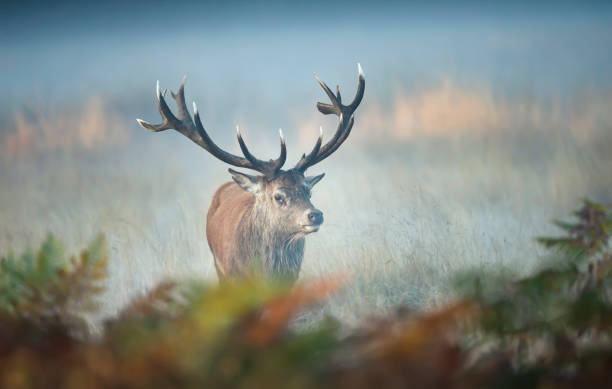 istock Red deer stag on a misty autumn morning 1270924995