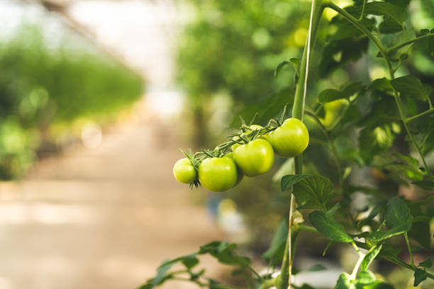 Beautiful tomatoes growing inside a large organic greenhouse, in summer. A bunch of fresh vibrant tomatoes are hanging on the vine.