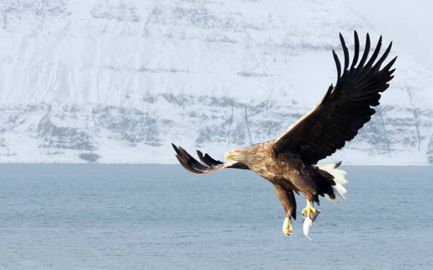 비행 중인 흰 꼬리 바다 독수리 - white tailed eagle sea eagle eagle sea 뉴스 사진 이미지