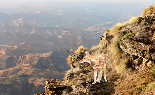 Close up of a rare and endangered Ethiopian wolf (Canis simensis) standing in the highlands of Bale mountains, Ethiopia.