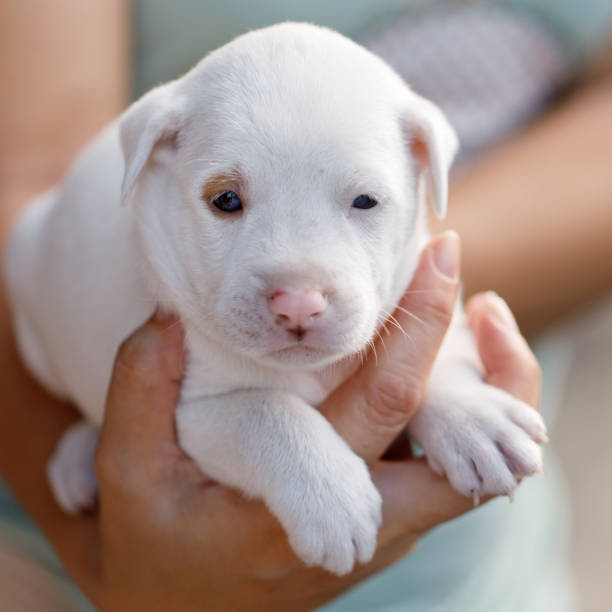 istock Hand holding a white puppy at the park 1270925774