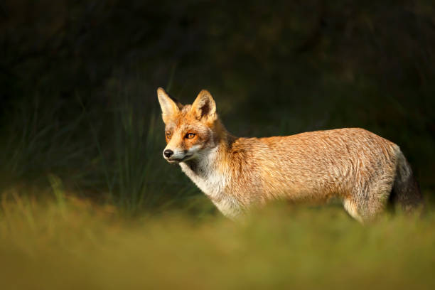 istock Close up of a young Red fox standing in grass 1270926002