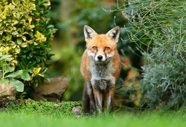 istock Close up of a red fox in a meadow 1270926078
