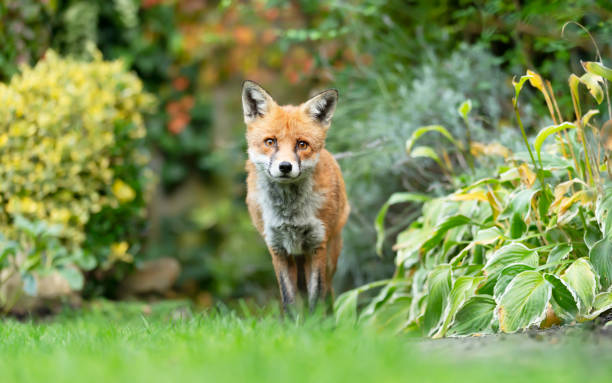 istock Close up of a red fox standing in a garden 1270926083