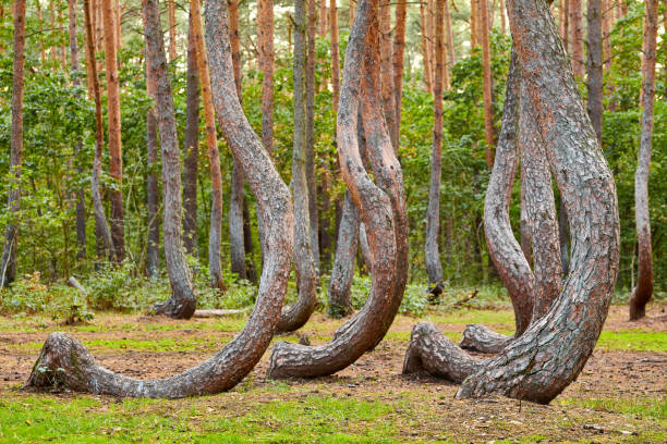 istock Oddly shaped pine trees in Crooked Forest, Poland. 1270926103
