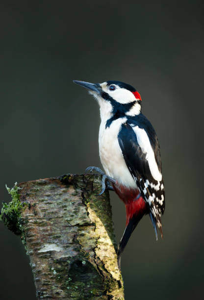 istock Great spotted woodpecker perched on a mossy birch tree 1270926140