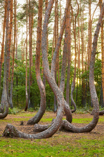Oddly shaped pine trees in Crooked Forest at sunset, Poland. stock photo