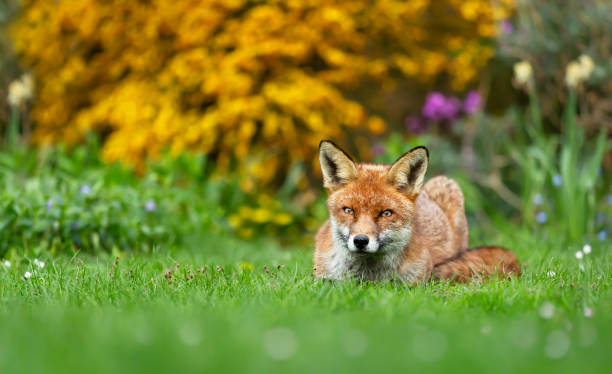 istock Red fox lying on grass in a garden during the day 1270926190