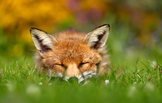 Close up of a red fox (Vulpes vulpes) sleeping on grass in a garden during the day, UK.