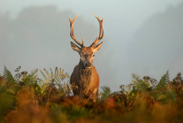istock Red deer stag on a misty autumn morning 1270926244