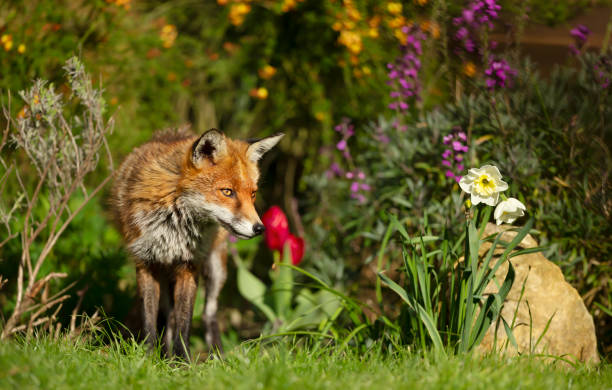 istock Red fox standing in a flower bed 1270926523