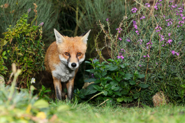 istock Close up of a red fox standing in a meadow 1270927090