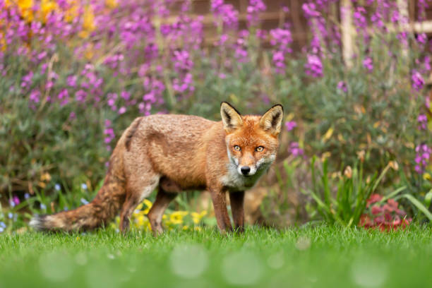 istock Red fox standing on green grass among flowers 1270927113