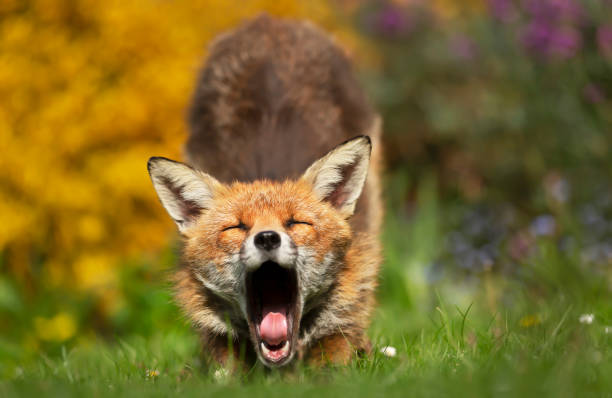 istock Close up of a red fox yawning 1270927115