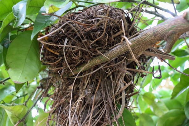 istock birds nest in the garden 1270927147