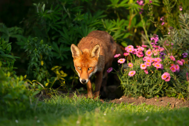 istock Close up of a red fox in a meadow 1270927153