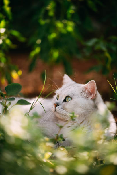 istock British Shorthair Cat in the Green 1270927289