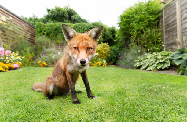 istock Red fox sitting on green grass in a garden 1270927315