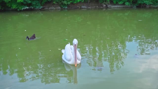 Pelican swims in the pond