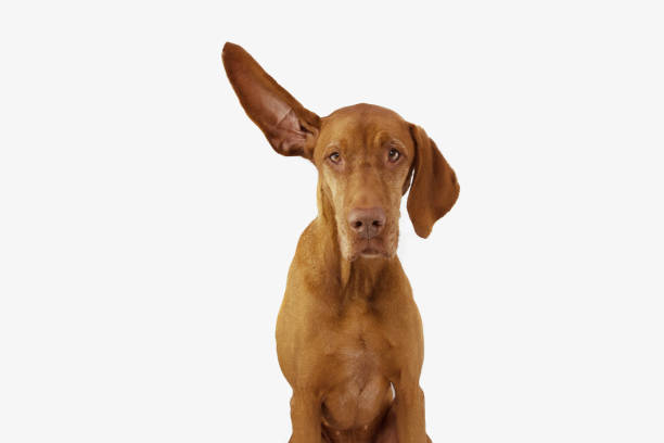 istock Attentive and listening pointer hound dog with one ear up. Isolated on white background. 1270928728