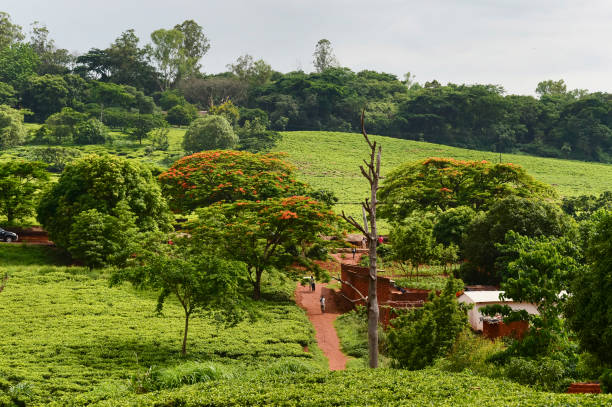 istock Tea in Malawi, Africa. 1270929289