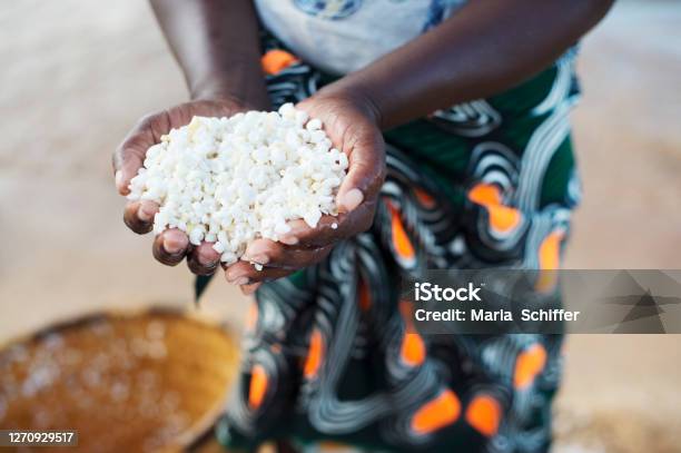 White Maize Corn In Africa Stock Photo - Download Image Now - Agriculture, Africa, Malawi