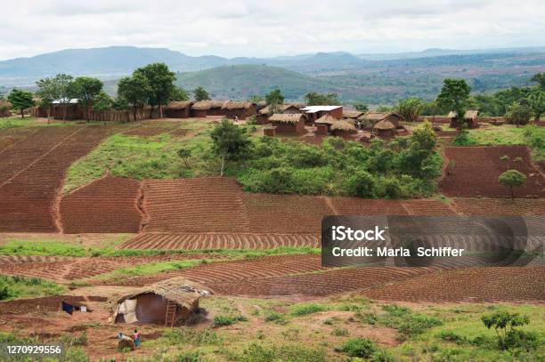African Landscape Stock Photo - Download Image Now - Malawi, Rural Scene, Agricultural Field