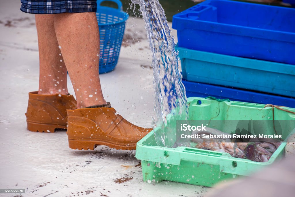 Sailor cleaning fish with sea water Sailor cleaning a box of fish with sea water Cleaning Stock Photo