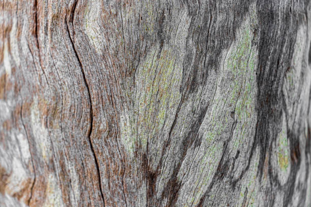 南アフリカのケープタウンから素晴らしい緑のオレンジ色の木のテクスチャ。 - wood tree textured wood grain ストックフォトと画像