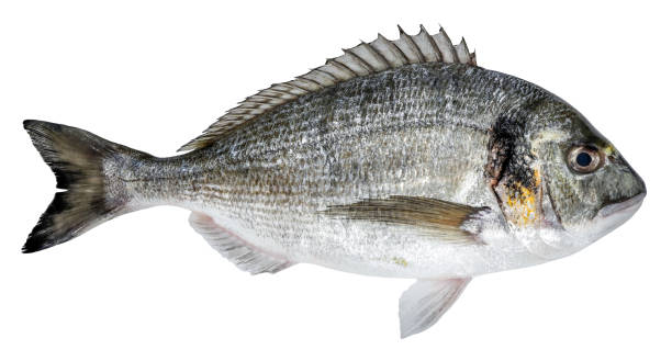 흰 배경에 고립 된 신선한 생선 도라도 - sea bream 뉴스 사진 이미지