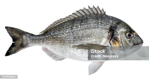 Fresh Fish Dorado Isolated On White Background Stock Photo - Download Image Now - Fish, White Background, Sea Bream