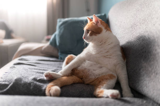 istock brown and white cat sitting on a sofa with a funny posture. 1270931029