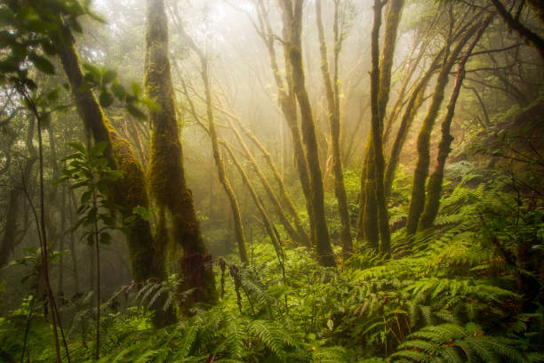 istock Nature landscape with sunlight between the trees 2 1270932663