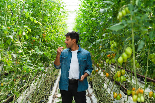 istock Greenhouse owner tasting some ripe cherry tomatoes 1270932828