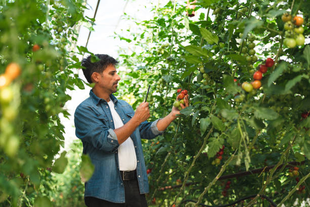 istock Man using a digital tablet to photograph tomatoes on the vine 1270932829