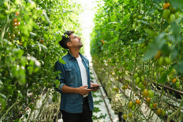 istock Man with digital tablet examining tomato plants 1270932833