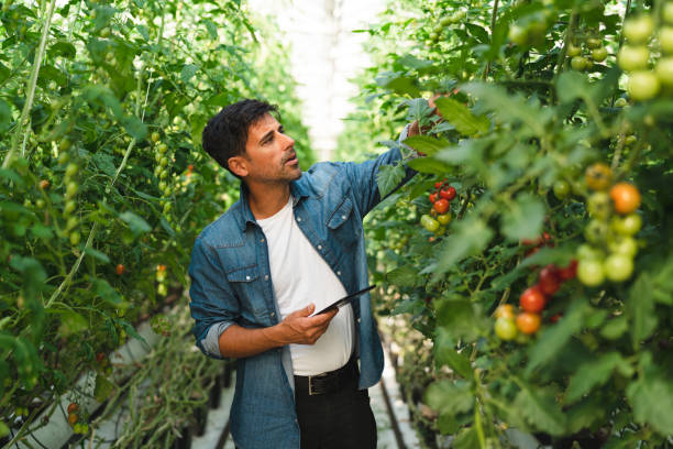 istock Man examining his tomatoe production with a tablet 1270932842