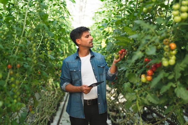 istock Man examining his tomato production with a tablet 1270932844