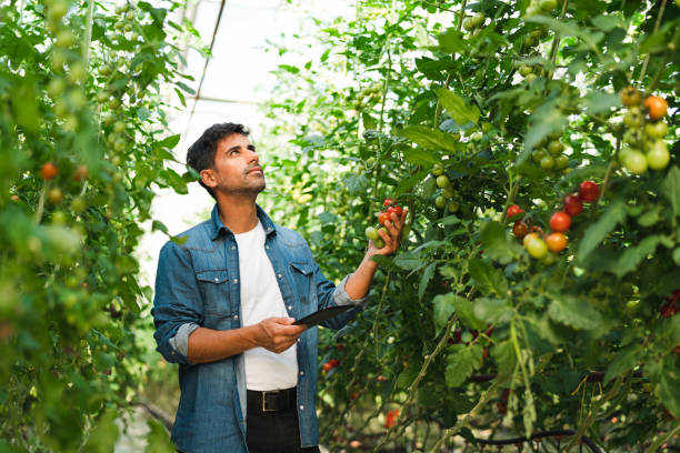 istock Farmer with a digital tablet examining his tomato plants 1270932863