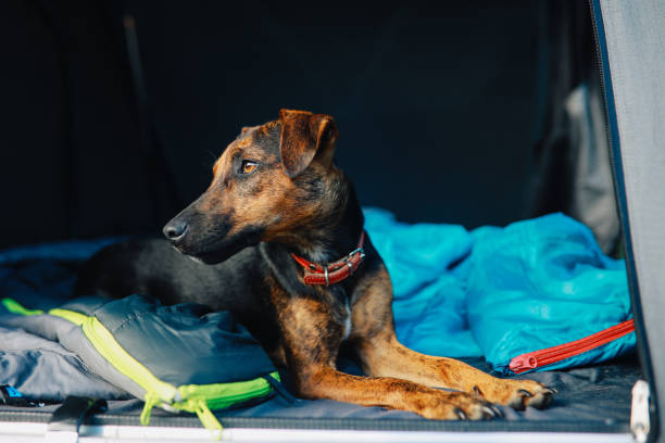 istock Pet dog in a car rootop tent 1270933039